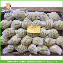 Super Quality Fresh Shandong Pear